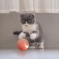 Cat Toys&iuml;&frac14;�Automatic Rolling Cat Ball Toy Gravitational Intelligence Pink Smart Ma