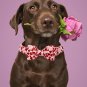 MACA Bates Valentine&acirc;��S Day Dog Collar with Bow/Flower/Bow Tie, Sweet Heart Adjus