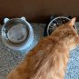 2PCS Raised Cat Bowl Tilted 15&Acirc;&deg; Slanted Elevated Bulldog Feeder Non-Spill Dog Ki