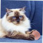 5Pcs Kitten Gravity Wisdom Pet Toys Automatic Cat Toys Catnip Toys for Cats Smal