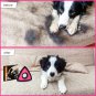 Mini Pet Hair Remover Brush Triangle - Great for Bedding, Couch, Car Detailing,