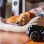 Scout - Tiny Ai-Powered Smart Camera Mobile Robot for Pets/Edlerly Monitoring/Se