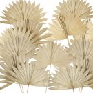 20 Pieces Large Dried Palm Leaves Decor Sun Palm Natural Dried Palm Fans Dried P