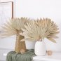 20 Pieces Large Dried Palm Leaves Decor Sun Palm Natural Dried Palm Fans Dried P
