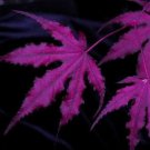 Purple Ghost Japanese Maple Acer Palmatum Purple Ghost 2 - Year Live Tree