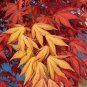 Purple Ghost Japanese Maple Acer Palmatum Purple Ghost 2 - Year Live Tree