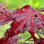 Purple Ghost Japanese Maple Acer Palmatum Purple Ghost 2 - Year Live Tree