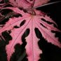 Purple Ghost Japanese Maple Acer Palmatum Purple Ghost 2 - Year Live Tree