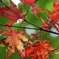 Purple Ghost Japanese Maple Acer Palmatum Purple Ghost 2 - Year Live Tree