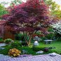 Red Japanese Maple - Live Plant 2-3 Feet Tall - Deep Red Leaves