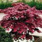 Red Japanese Maple - Live Plant 2-3 Feet Tall - Deep Red Leaves