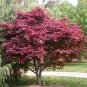 Red Japanese Maple - Live Plant 2-3 Feet Tall - Deep Red Leaves