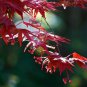 Red Japanese Maple - Live Plant 2-3 Feet Tall - Deep Red Leaves