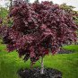 Red Japanese Maple - Live Plant 2-3 Feet Tall - Deep Red Leaves