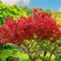 Red Japanese Maple - Live Plant 2-3 Feet Tall - Deep Red Leaves