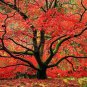 Red Japanese Maple - Live Plant 2-3 Feet Tall - Deep Red Leaves
