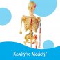 Learning Resources Anatomy Models Bundle Set - 4 Sets, Ages 8+, Anatomy Demonstr