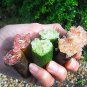 20 New Mixed Finger Lime Green Red Pink Fruit Seeds