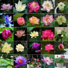 30 Pcs Mixed Bonsai Bowl Lotus Seeds,Water Lilys Flower Plant Fresh Garden Seeds