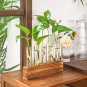 Desktop Glass Plant Propagation Station 5 Test Tube Plant Terrarium in Wooden St