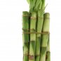 Live Lucky Bamboo Bundle of 10 Stalks - 6 Inch Stalks - Live Indoor Plants for H