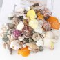 50Pcs Mixed Beach Seashells, Colorful Natural Seashells Perfect Accents for Cand