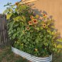 Raised Garden Bed Kit, Galvanized Raised Planter 4X2X1Ft Box Outdoor for Vegetab