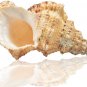 Large Natural Sea Shells, Huge Ocean Conch 7-8 Inches Jumbo Seashells Perfect fo