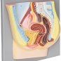 Labs Female Pelvis Model, Hand Painted