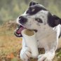 Cadet Stuffed Shin Bone for Dogs - Long-Lasting Bully Stick Flavored Dog Chew Bo