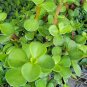 Live plant from US - Portulacaria Afra Jade Live Plant, Elephant Bush 13" in pot
