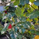 Live plant from US - Live plant from US - Hibiscus Tiliaceus - Mahoe Tree Tropical Live Plant 7"
