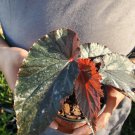 Live plant from US - Live plant from US - RARE LYNDA DAWN Angel Wing Begonia 7-12" tall with pot