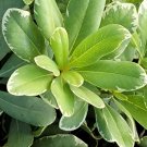 Live plant from US - Live plant from US - JAPANESE PITTOSPORUM VARIEGATED 4"