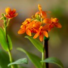 Live plant from US - YELLOW EPIDENDRUM ORCHID 3 CUTTINGS PIECES 6"
