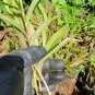 Live plant from US - YELLOW EPIDENDRUM ORCHID 3 CUTTINGS PIECES 6"