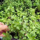Live plant from US - Italian Oregano Live Plant - Best herbs PLANT in 4"pot