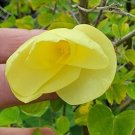 Live plant from US - Bauhinia Tomentosa, Rare Yellow Bell ORCHID TREE in 4"pot