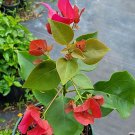 live plant from US - OLD PINK BOUGAINVILLEA LIVE PLANT 8" TREE in 4" pot