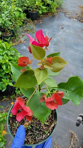 live plant from US - OLD PINK BOUGAINVILLEA LIVE PLANT 8" TREE in 4" pot
