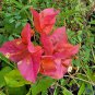 live plant from US - OLD PINK BOUGAINVILLEA LIVE PLANT 8" TREE in 4" pot