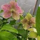 LIVE PLANT FROM US -  Winter Queen Lenten Rose - XL