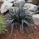 LIVE PLANT FROM US -  Black Mondo Grass - ( Ophiopogon 'Nigrescens' )