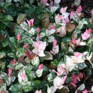 LIVE PLANT FROM US -  Snow N Summer™ Asian Jasmine Vine