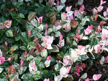 LIVE PLANT FROM US -  Snow N Summer&acirc;�&cent; Asian Jasmine Vine