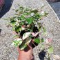 LIVE PLANT FROM US - Snow N Summerâ„¢ Asian Jasmine Vine