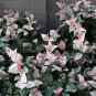 LIVE PLANT FROM US - Snow N Summerâ„¢ Asian Jasmine Vine