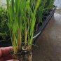 LIVE PLANT FROM US - Karl Foerster Feather Reed Grass - M