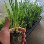LIVE PLANT FROM US - Karl Foerster Feather Reed Grass - M