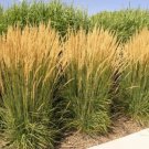 LIVE PLANT FROM US -  Karl Foerster Feather Reed Grass - M